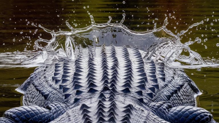 aligator